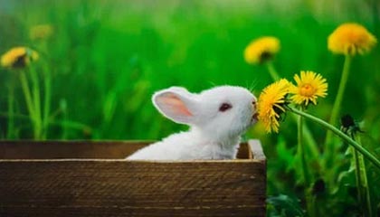 开云体育官方网站-WTT重庆冠军赛：周启豪1-3不敌林昀儒止步16强